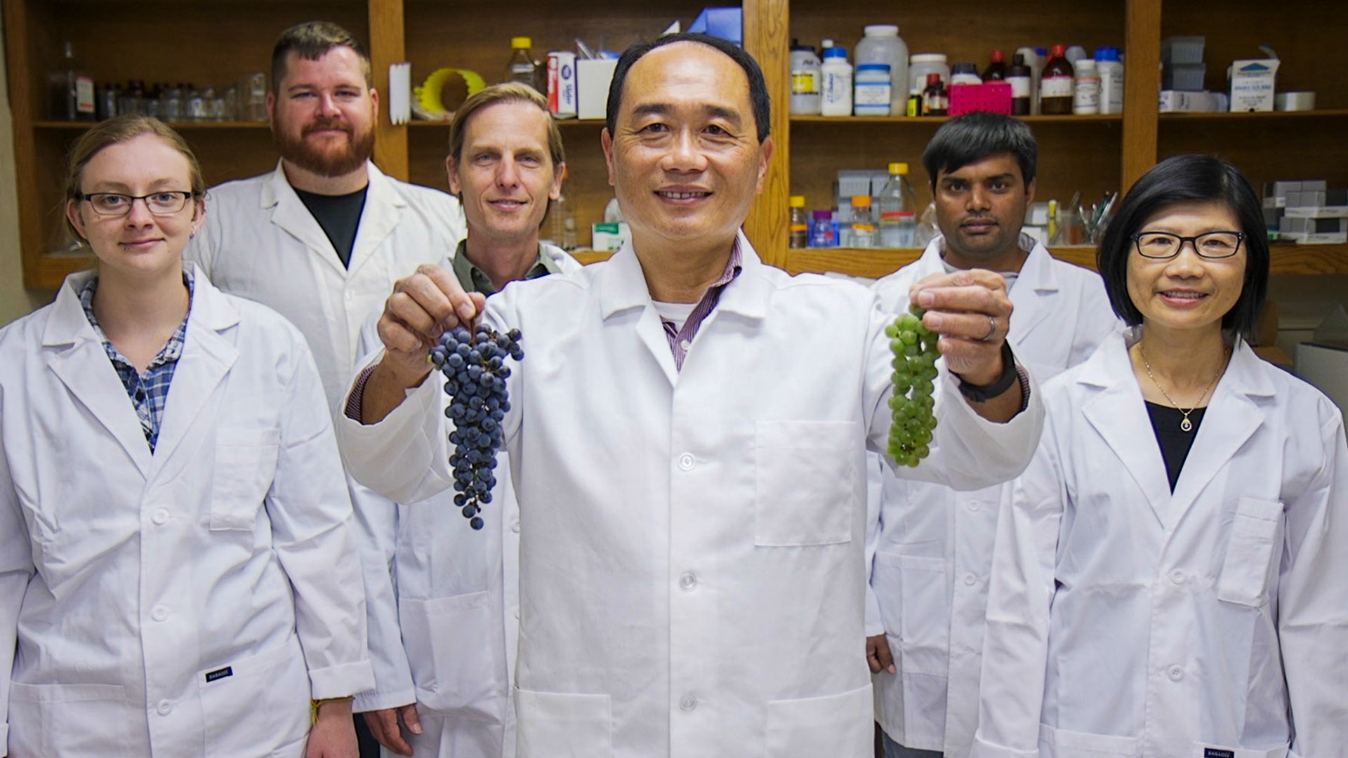 het maken van een piwi druif